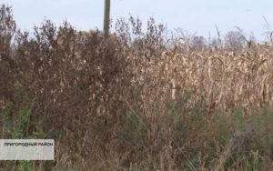 27 очагов амброзии выявили за три месяца в Северной Осетии