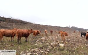 Фермерам Ирафского района помогают развиваться